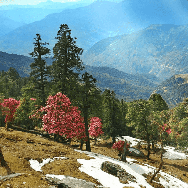 Service Provider of Almora Tour Package in New Delhi, Delhi, India